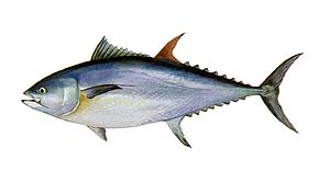 Bluefin Tuna