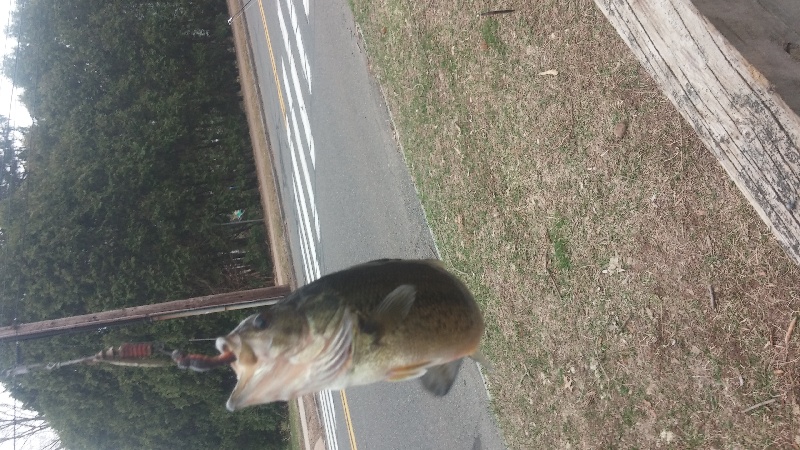 Largemouth