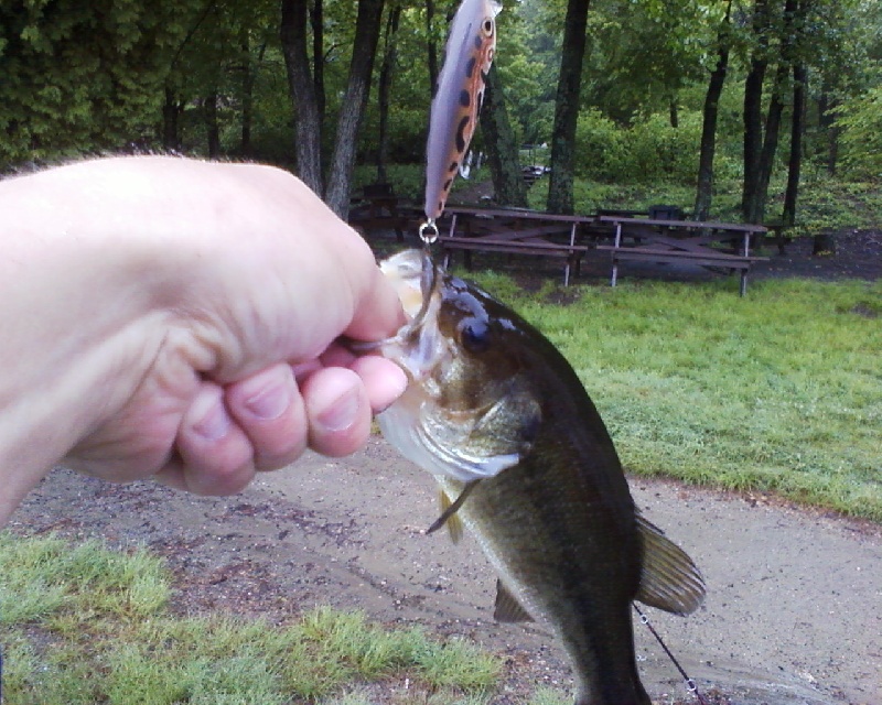 Topwater Bass