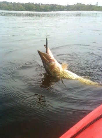 Big Pickerel