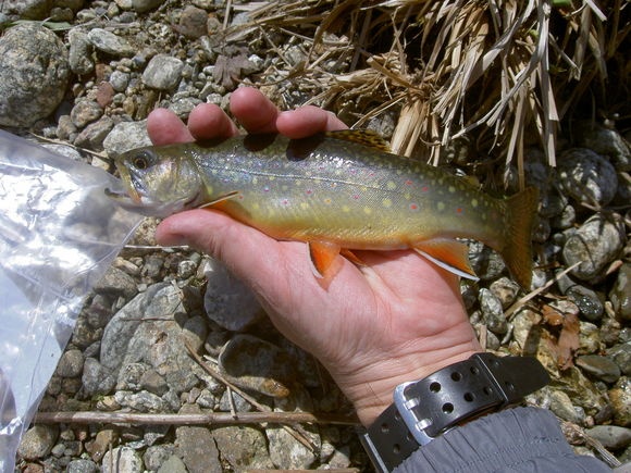 Rapidan River