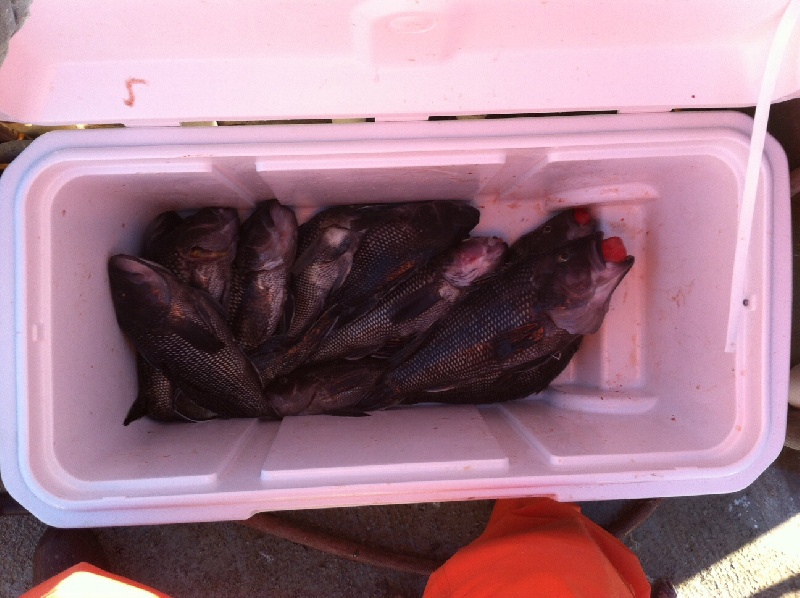 Black Sea Bass